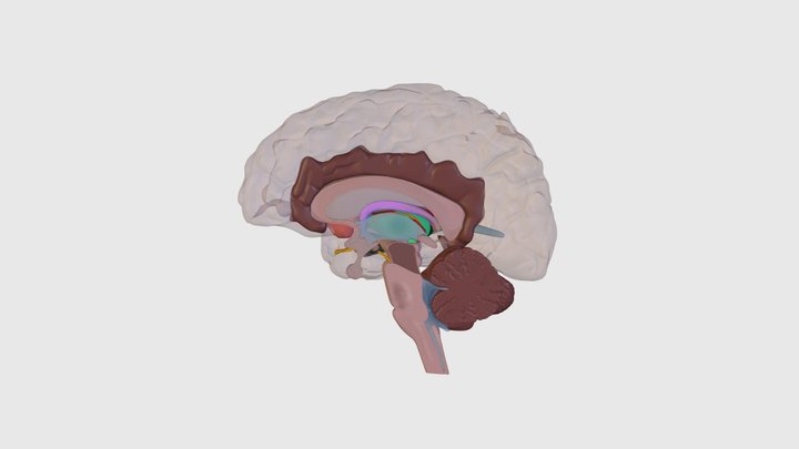 Hemisected brain - 3D model by University of Dundee, CAHID [7616eaf ...