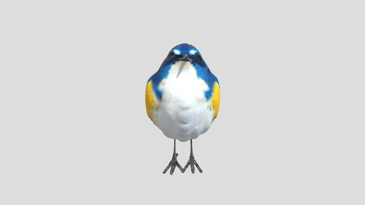 small blue and yellow bird 3D Model