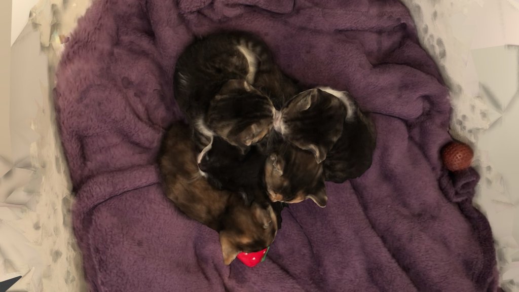 Foster Kittens!