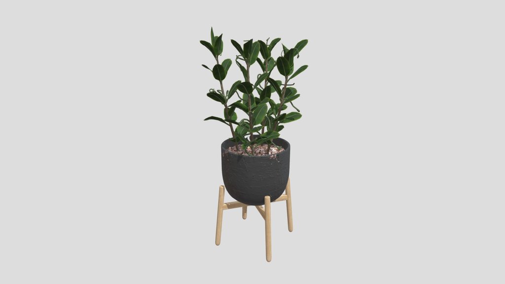 Plant