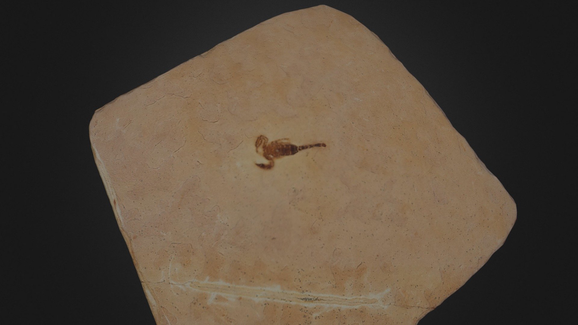 SCORPION FOSSIL