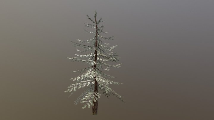 SM Douglas Fir Side 3D Model
