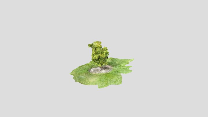 First Tree 3D Model