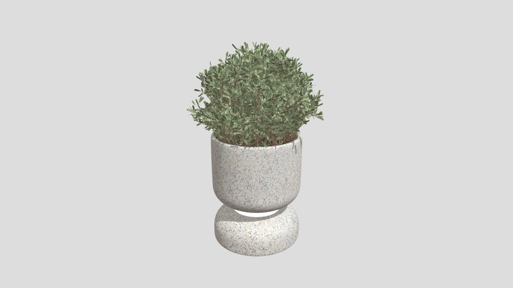 Potted Olive Shrub