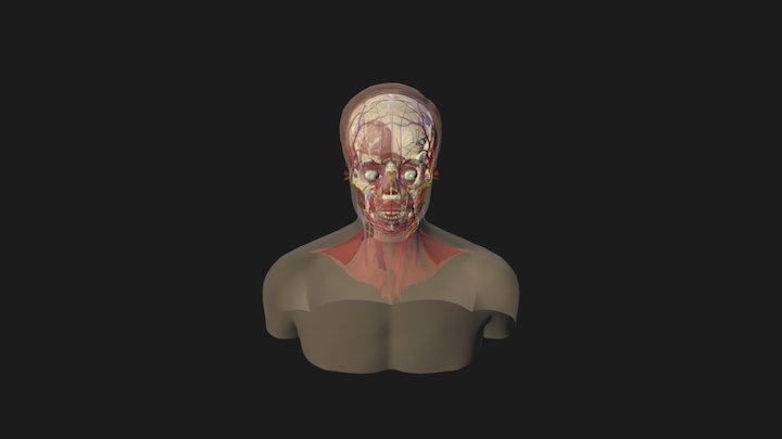 Face Dummy 3D Model
