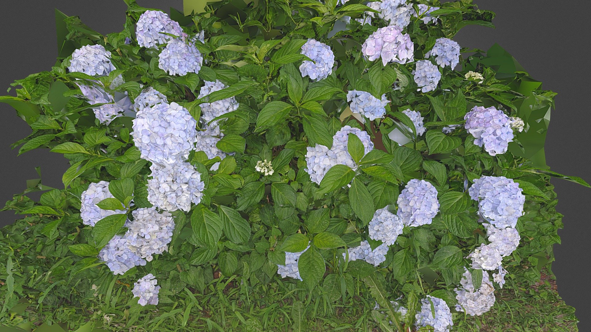 Hydrangea macrophylla (Ajisai, AR400 test)