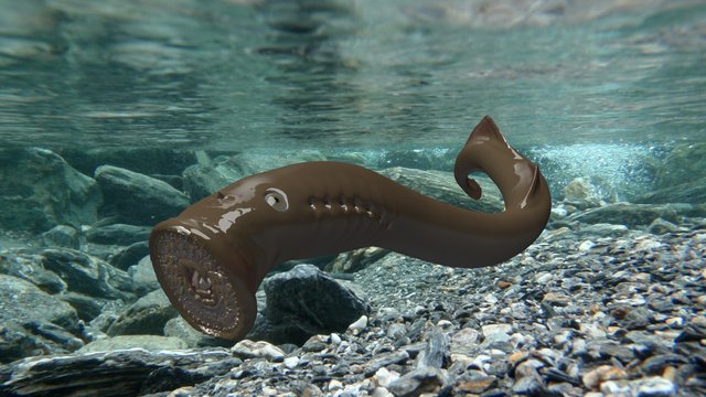 Lamprey 3D models - Sketchfab