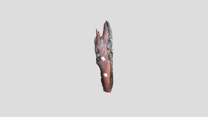 Common Mycena – Modello 3D gratuito STL