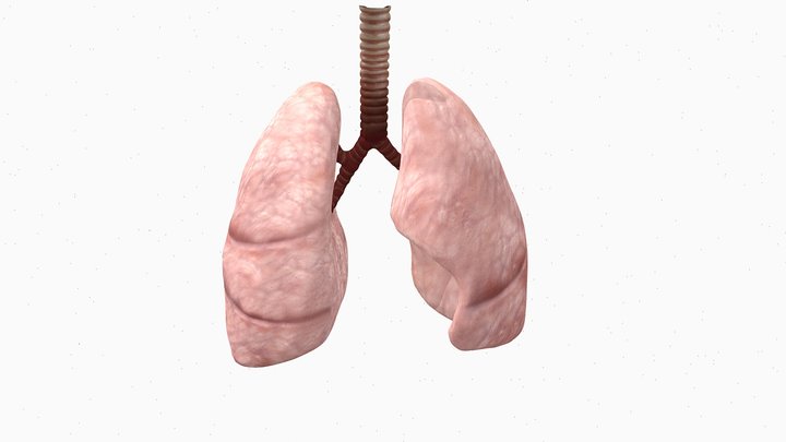 Realistic Lungs And Bronchus 3D Model