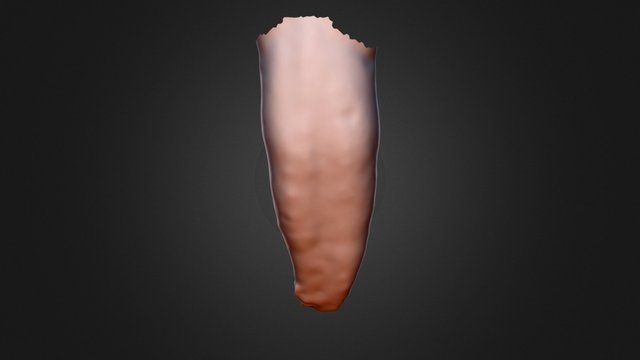 Anglo-Saxon Central Incisor Root Surface 3D Model
