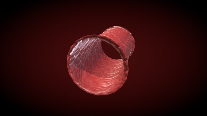Arteria 3D Model