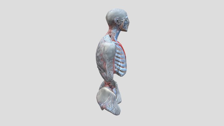 3D anatomy 3D Model