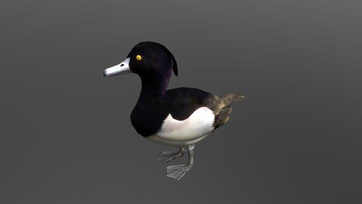 Tufted Duck 3D Model