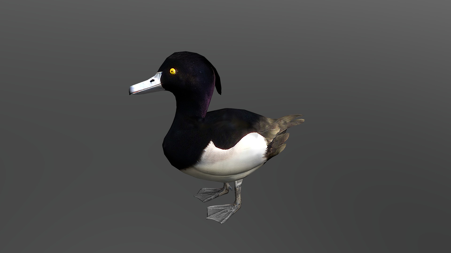 3D model Tufted Duck - This is a 3D model of the Tufted Duck. The 3D model is about a duck with a long beak.