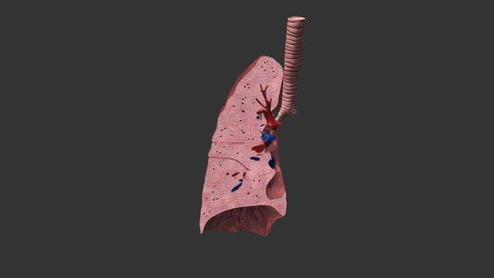 Cross Section Lung 3D Model