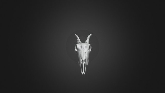 Antelope Skull 3D Model