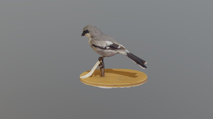 Loggerhead Shrike - Lanius ludovicianus 3D Model