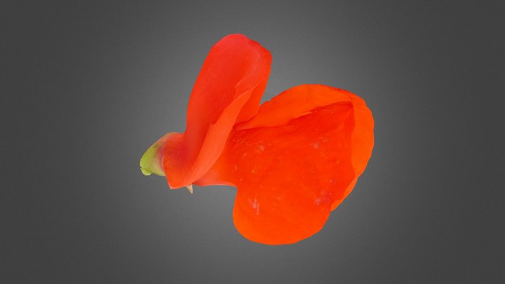 Phaseolus coccineus (Fabaceae) 3D Model