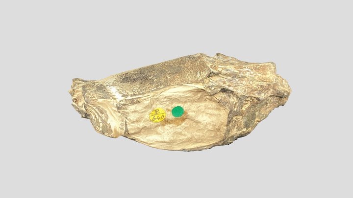 Enniskillenus radiatus HOLOTYPE NHMUK PV P 646 3D Model