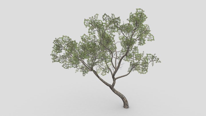 Brazilian Pequi Tree- 02 3D Model