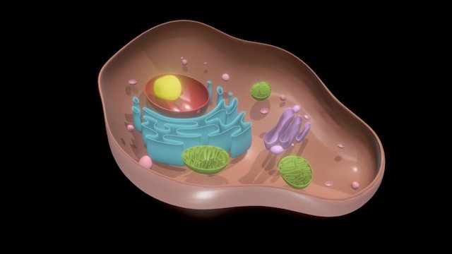 the cell 3D Model