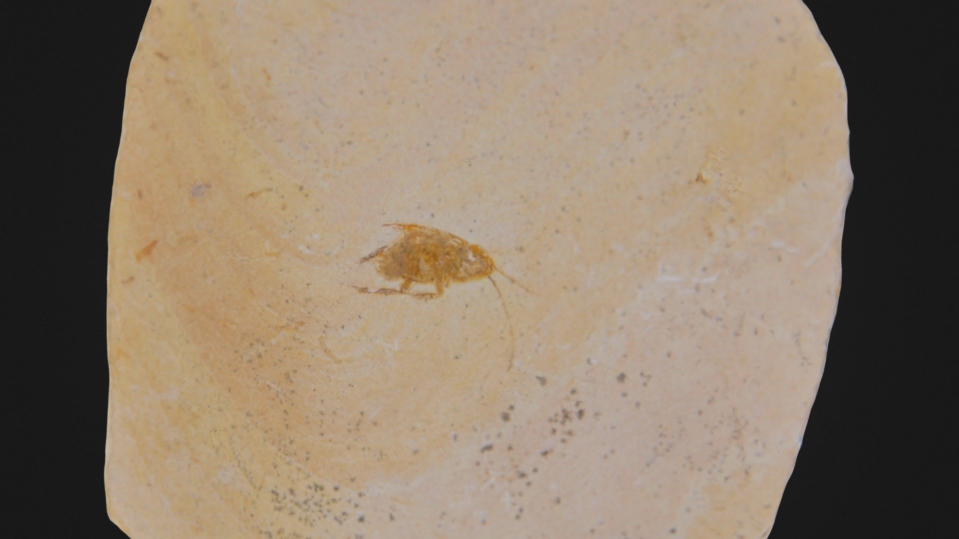 COCKROACH FOSSIL