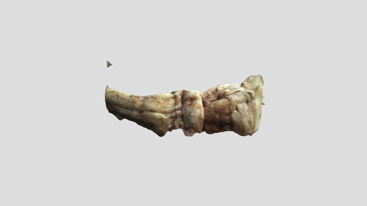 TRONCO ENCEFÁLICO 3D Model
