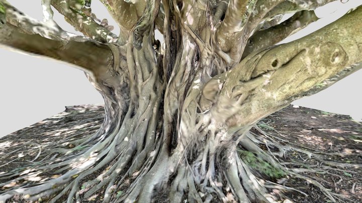 Large Jungle Tree Trunk 3D Model