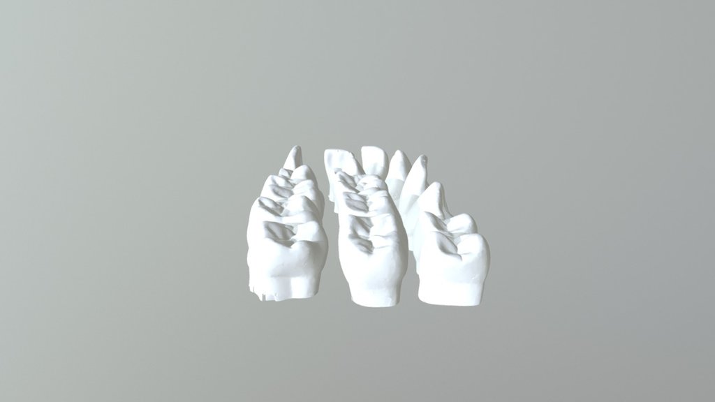 Adult Dentition Half Set