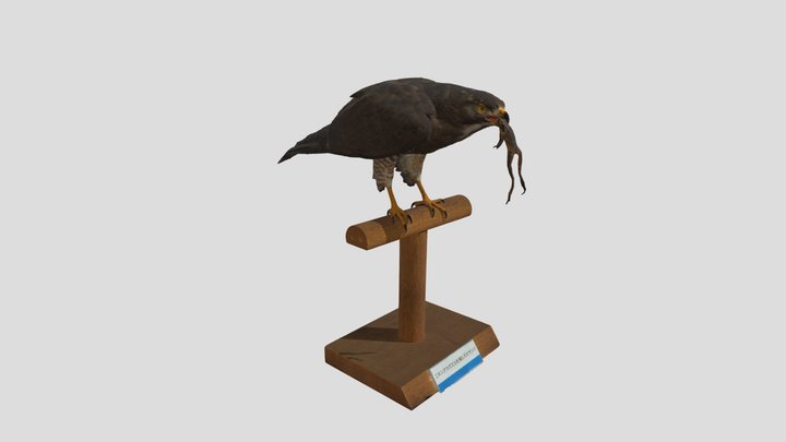 サシバ剥製 Grey-faced buzzard 3D Model