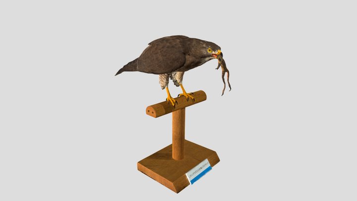 サシバ剥製 Grey-faced buzzard 3D Model