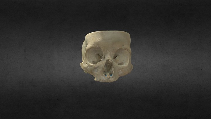 Base del cráneo/Skull base Full HD 3D Model