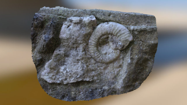 Snail Fossil 3D Model