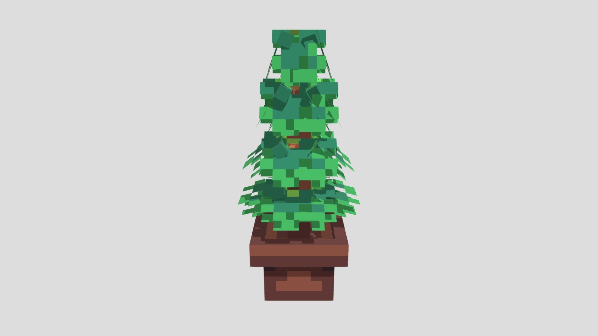 Pine Tree in a Pot