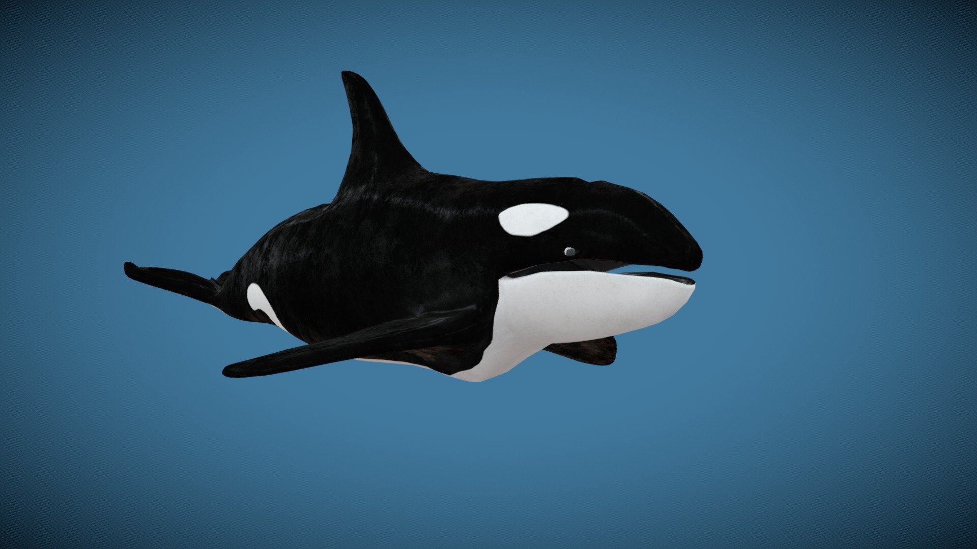 The orca or killer whale - Download Free 3D model by DigitalBirb ...