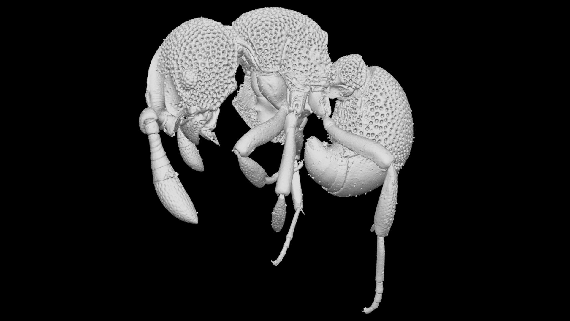 Discothyrea oculata Worker CASENT0195471