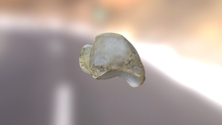Ankle 3D Model