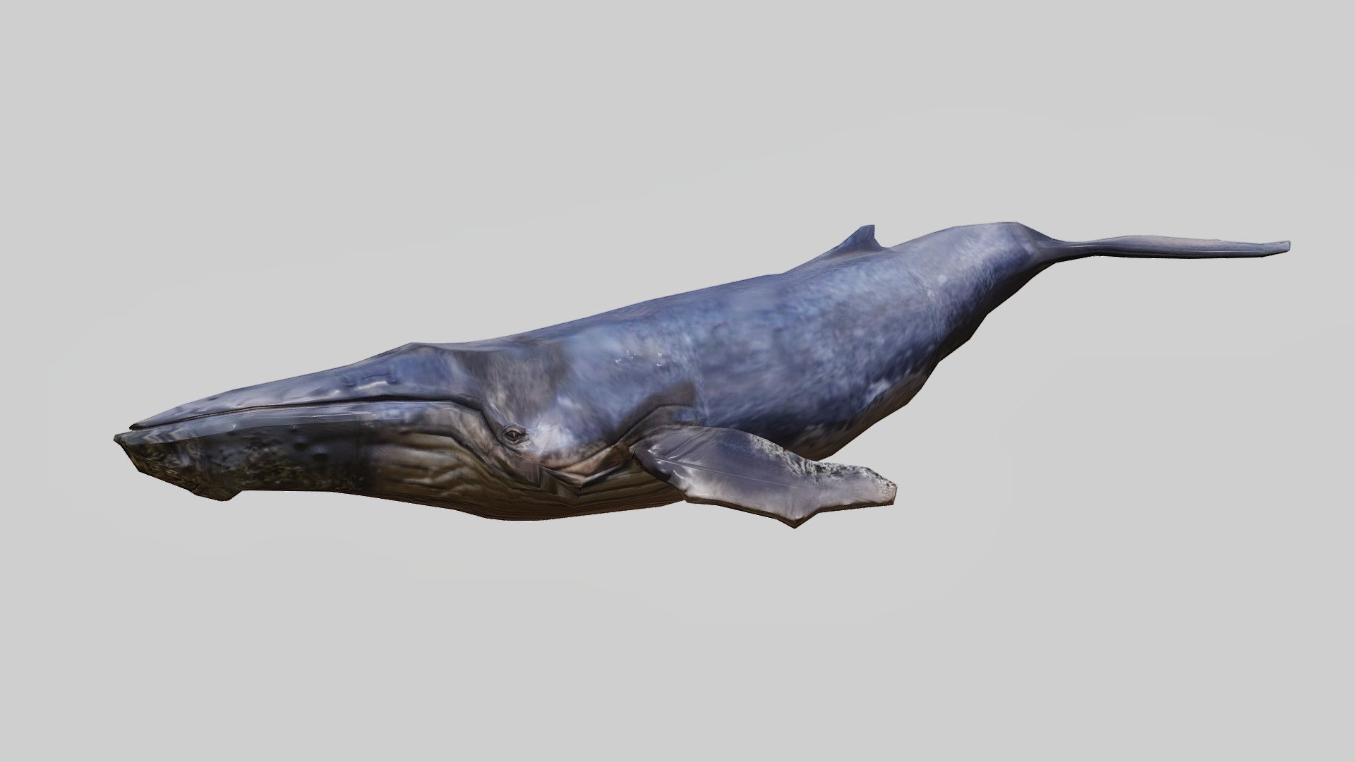 Humpback Whale - 3D model by vilmariahenriikka [766236e] - Sketchfab