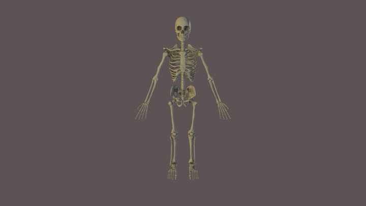 Skeleton 3D Model