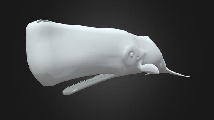 Sperm Whale (Physeter macrocephalus) 3D Model