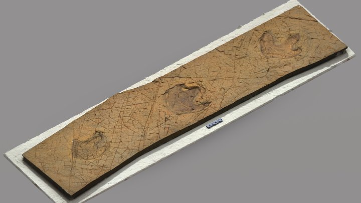 Ornithopod Track2 (Replica) From Goseong, Korea 3D Model