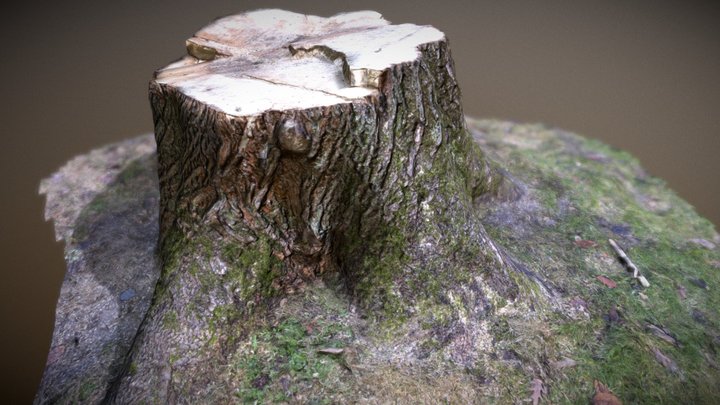 Tree stump 3D Model