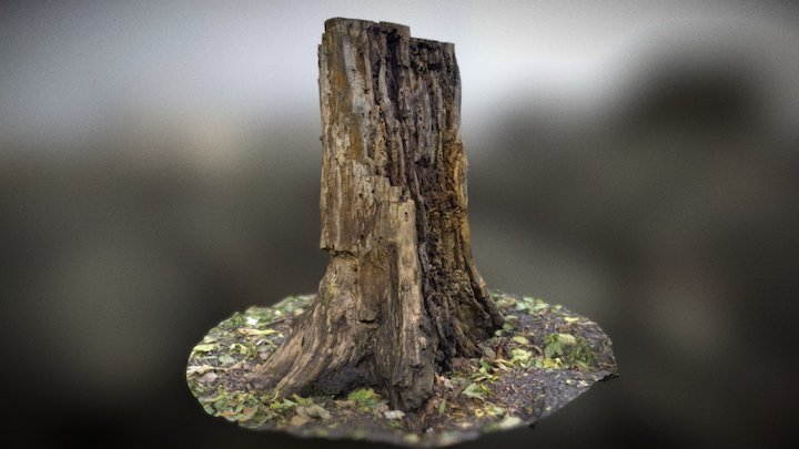 Tree Stump 3D Model