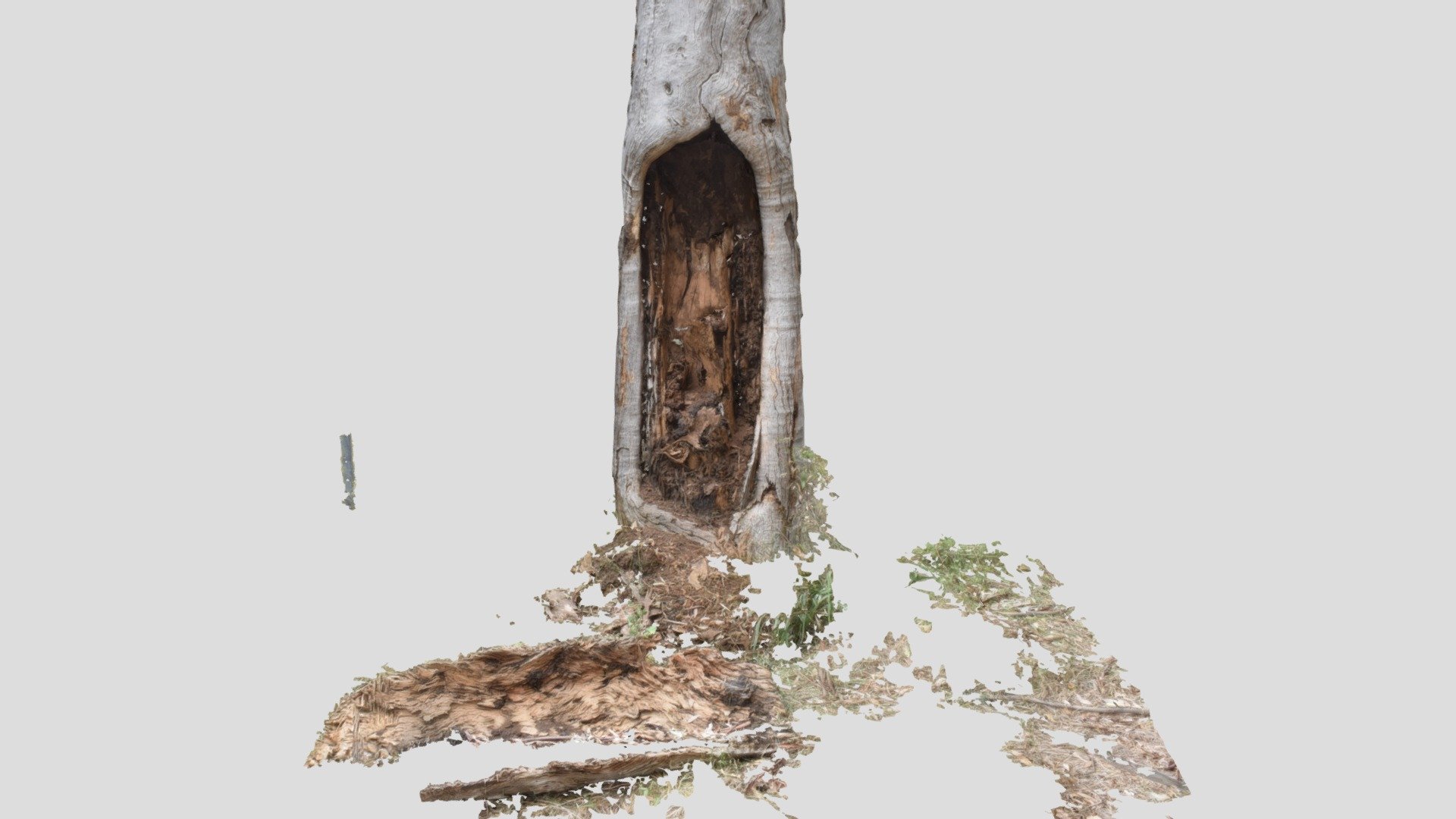 Scarred Tree 2