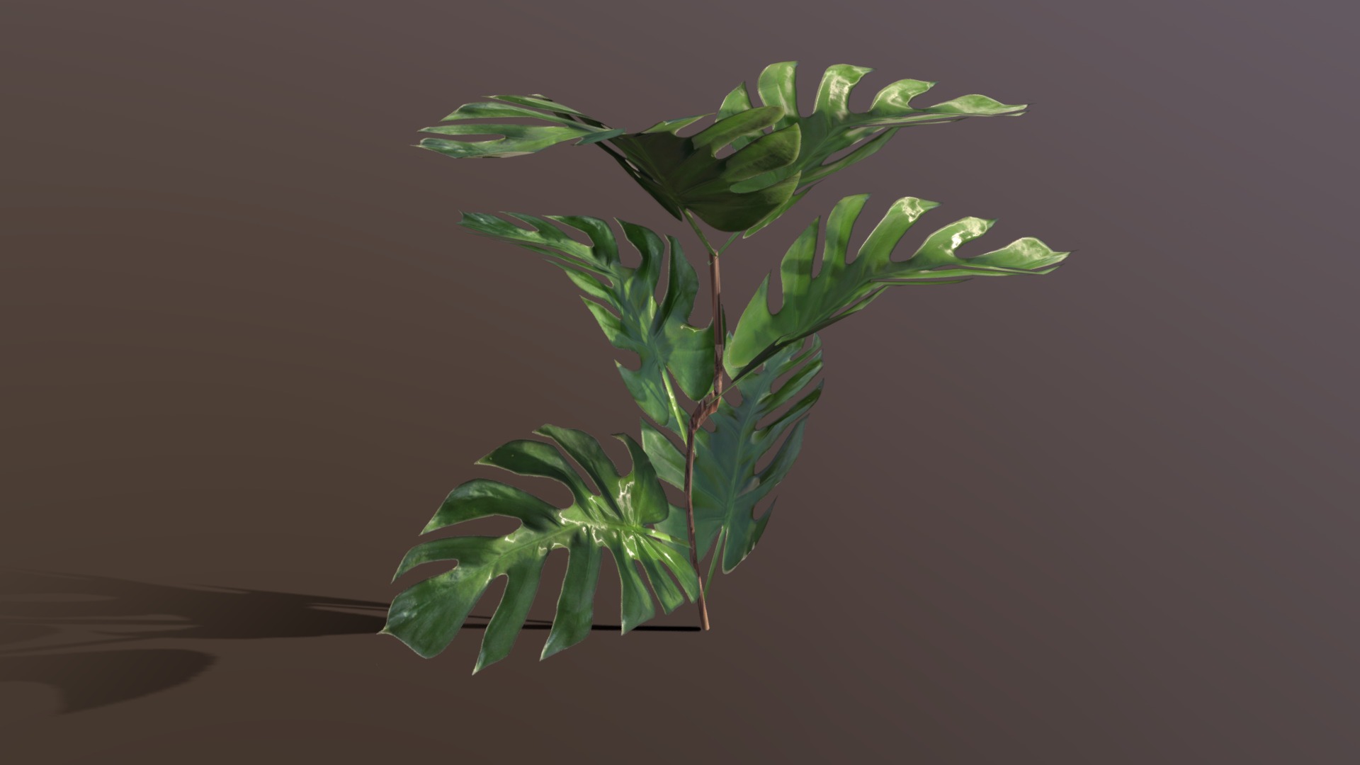 3D model Tropical plant - This is a 3D model of the Tropical plant. The 3D model is about a plant with leaves.