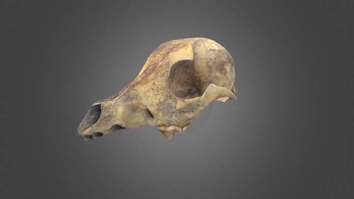 Roman dwarf dog 3D Model