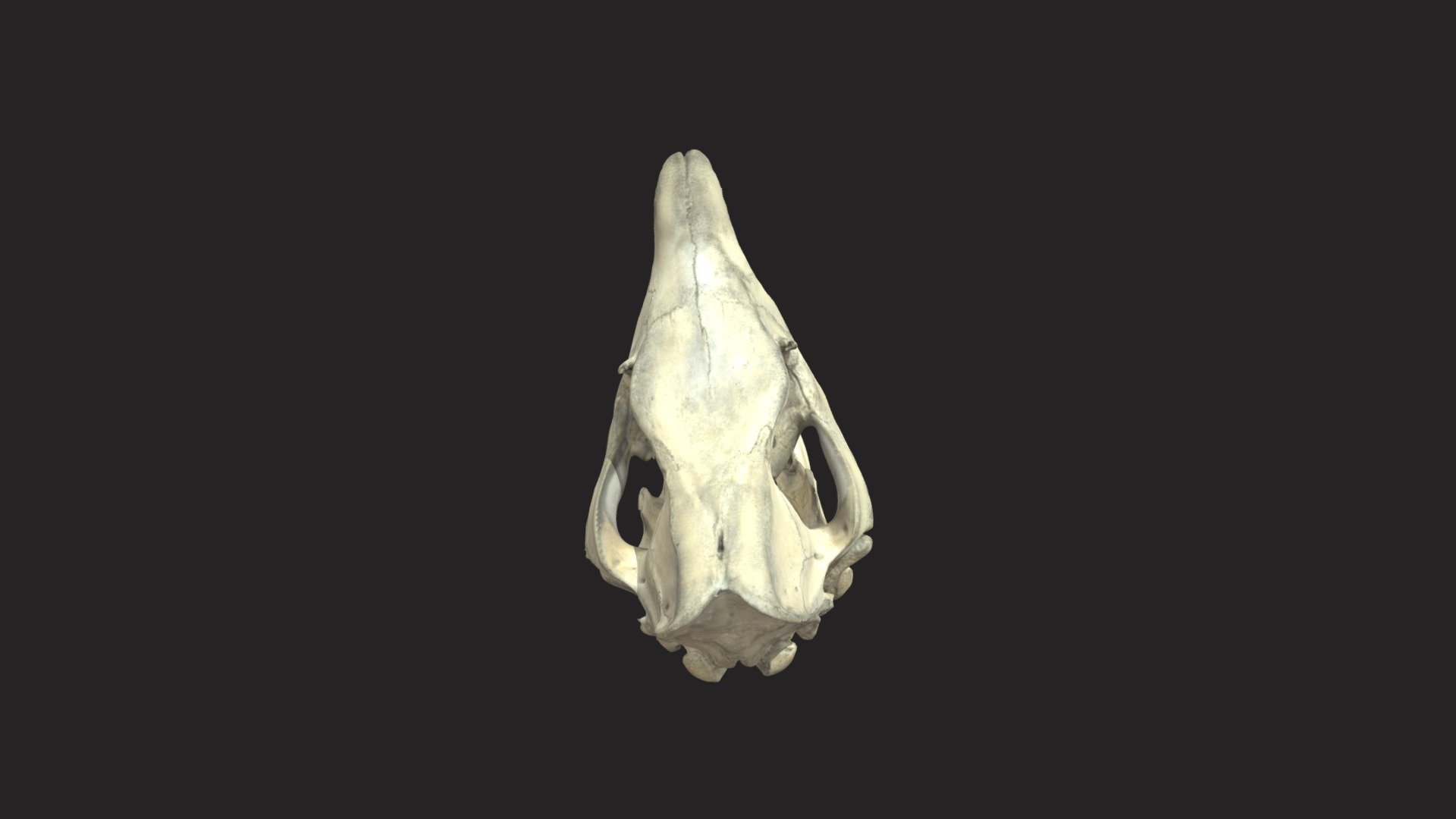 rhinoceros-skull