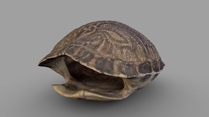 Turtle Shell 3D Model