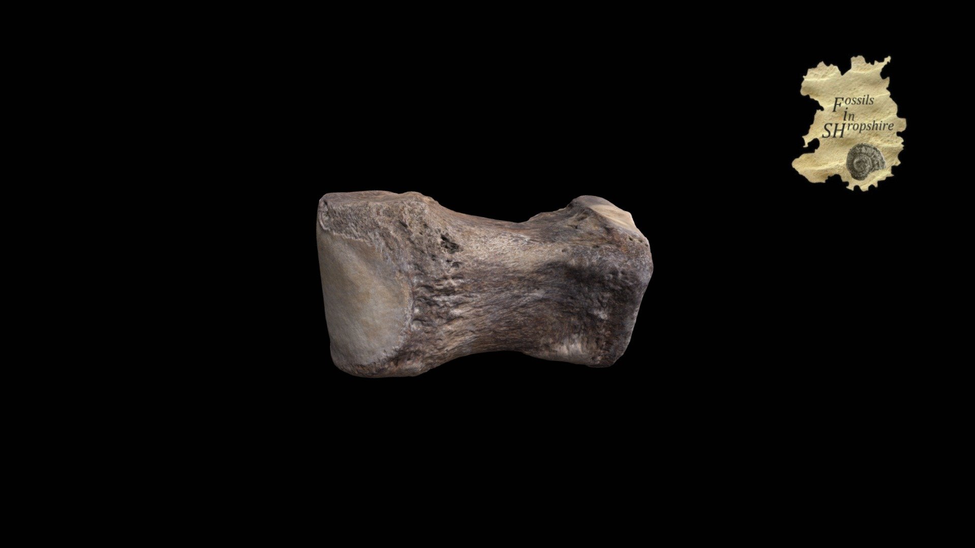 Mammoth 4th metatarsal