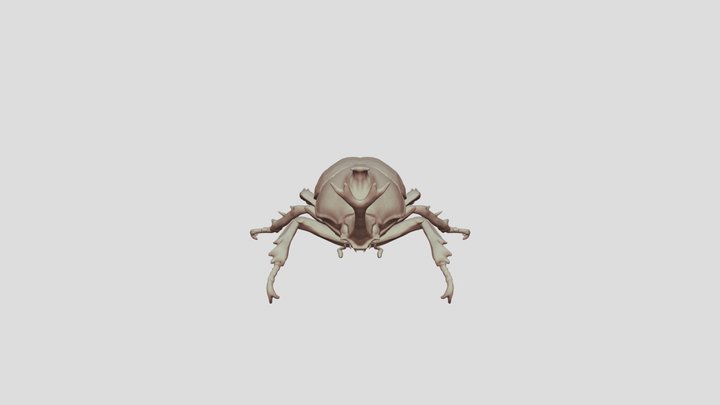 Rhino Beetle 3D Model